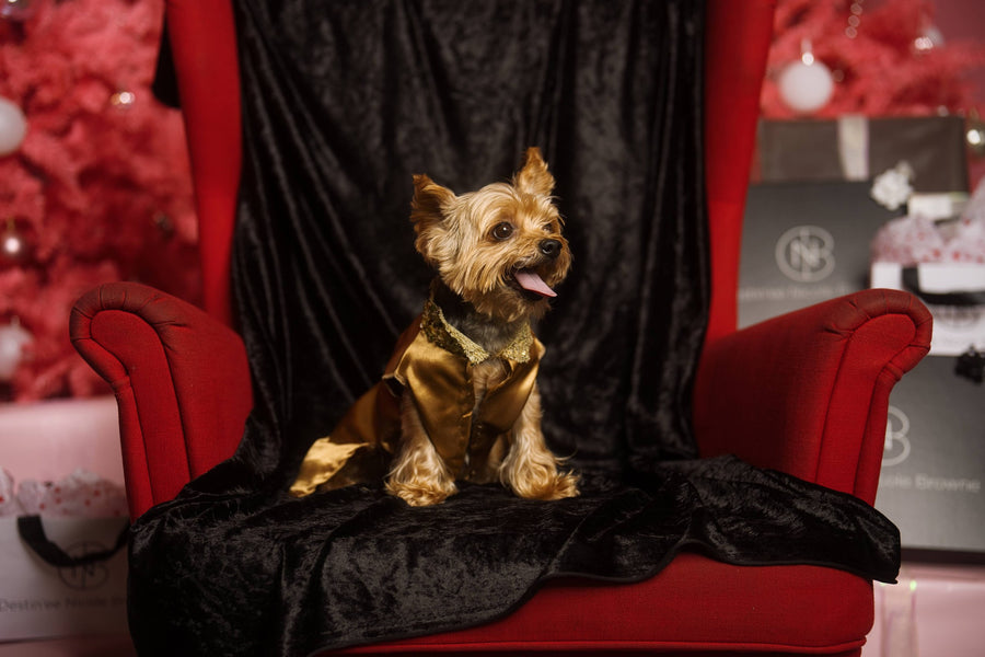 DNB's Lucky Pooch Jacket